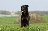 BEAUCERON 594